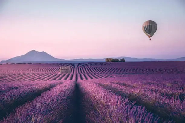 Lavender fields in France