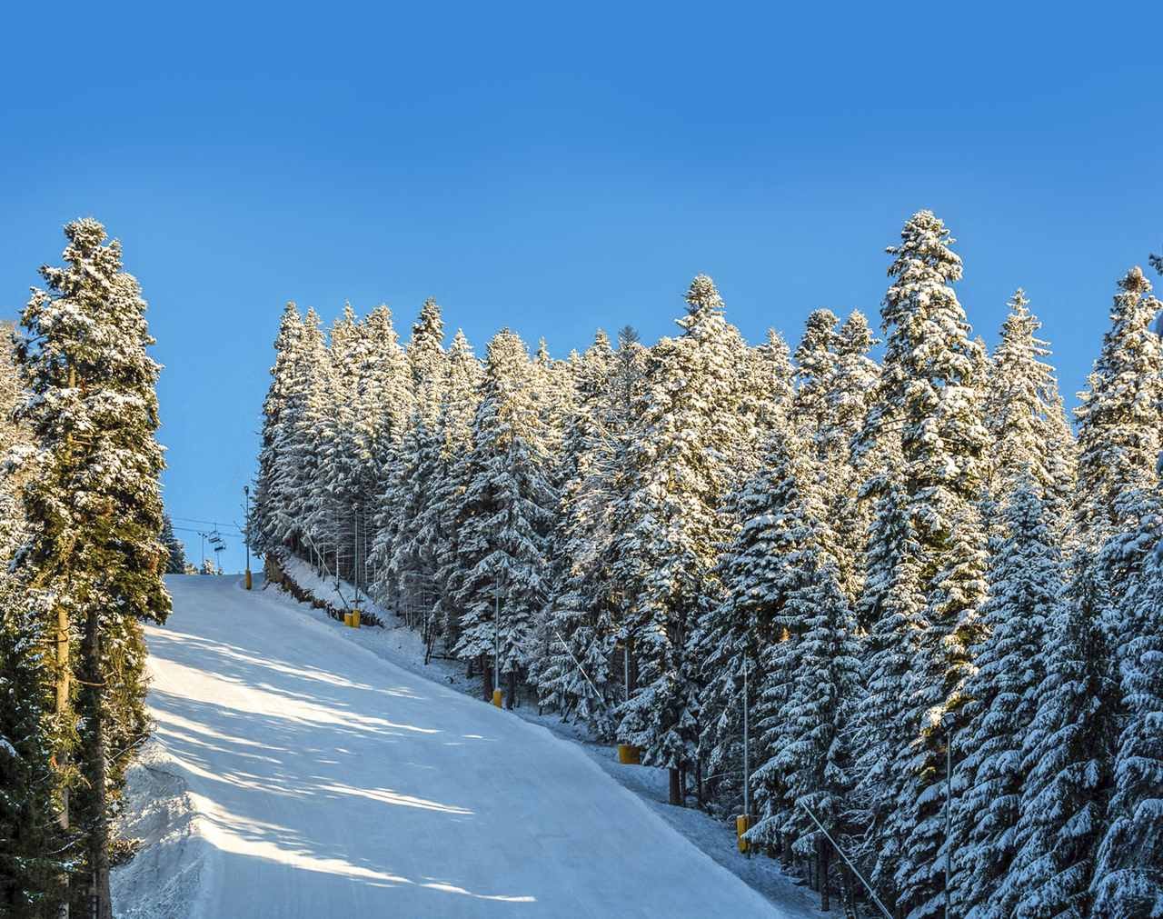 Snowy pines in Borovets